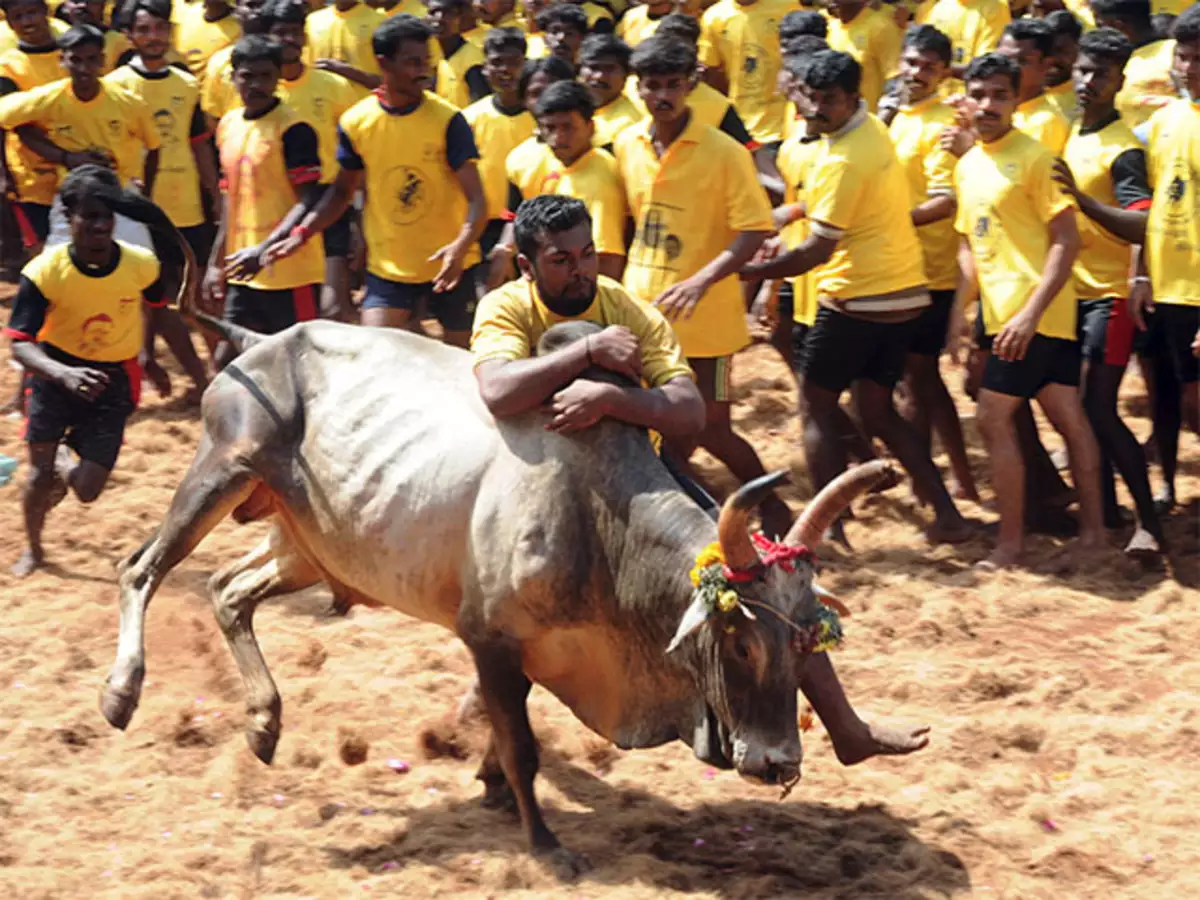 Stalin attends Alanganallur Jallikattu event, announces govt jobs for bull tamers