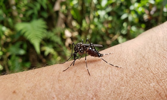 Tamil Nadu records over 17,000 dengue cases as monsoon nears